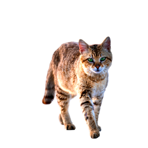 A Focused Tabby Cat With Striking Green Eyes Walking On Pavement In Daylight. 14387 - Cat PNG image with transparent background